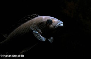 Pseudotropheus crabro 'Nakantenga Island'